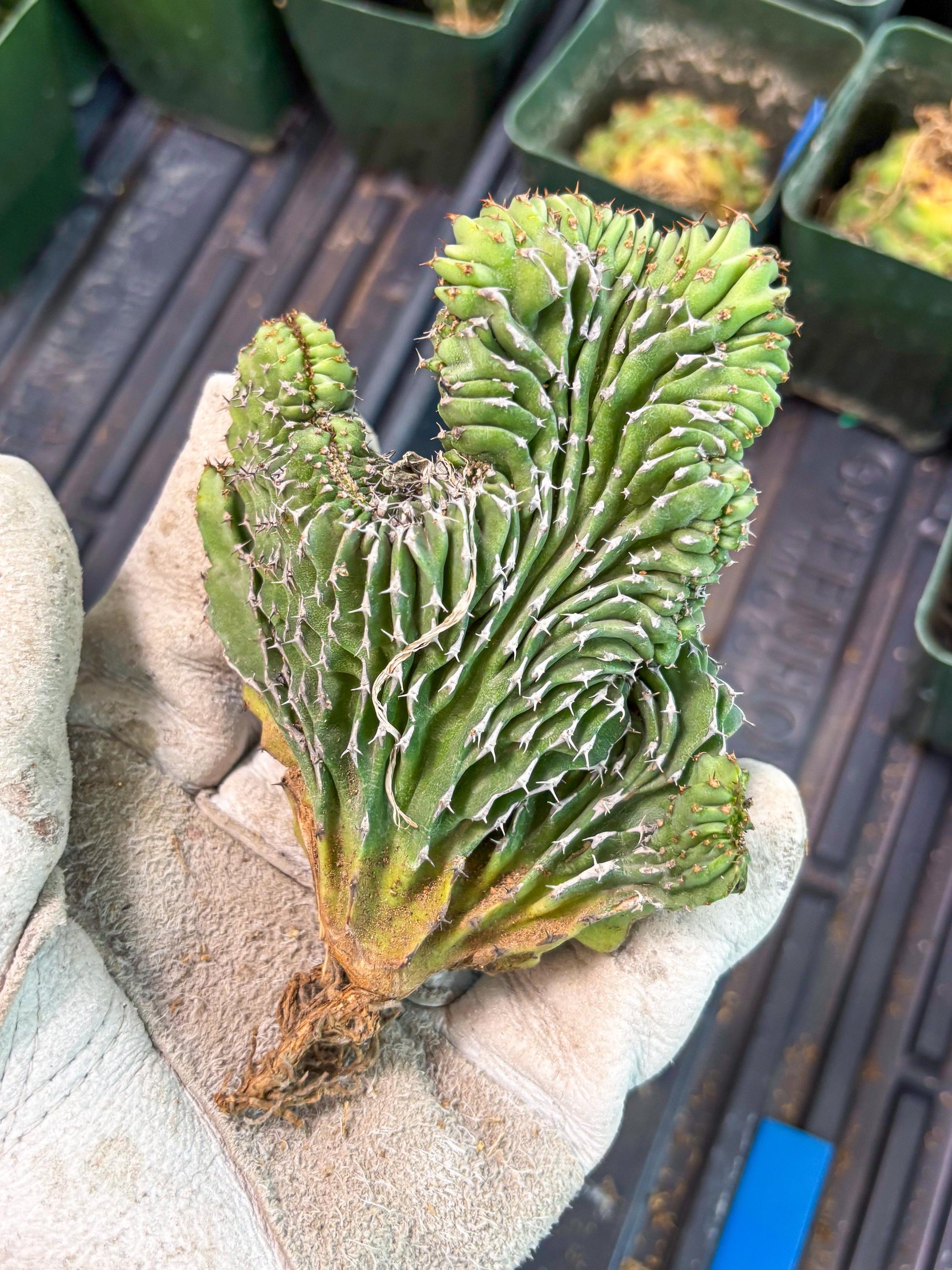 Euphorb Kibwezensis Crested (b) | Rare Plant