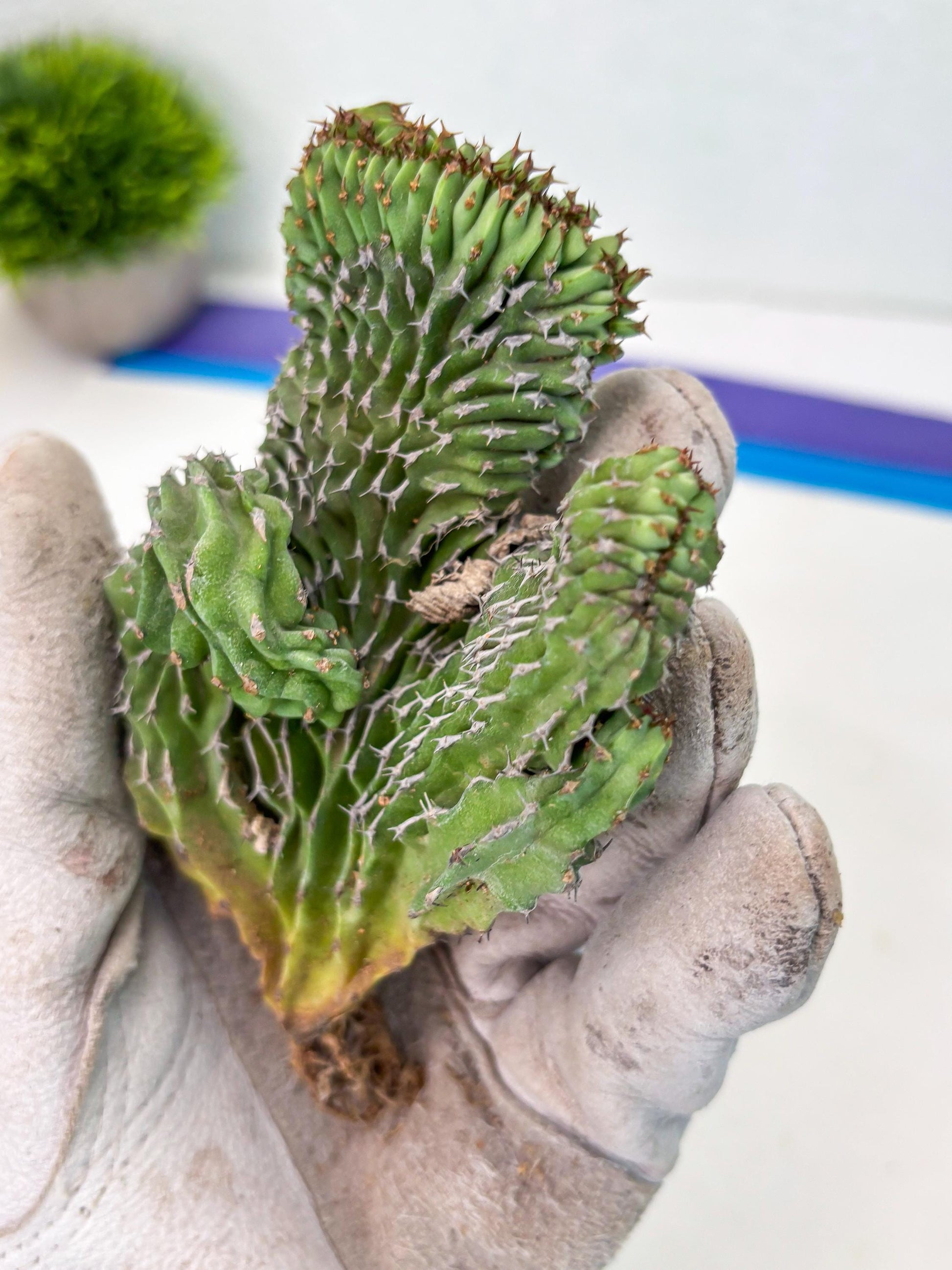 Euphorb Kibwezensis Crested (b) | Rare Plant