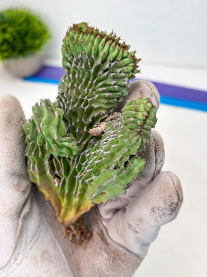 Euphorb Kibwezensis Crested (b) | Rare Plant