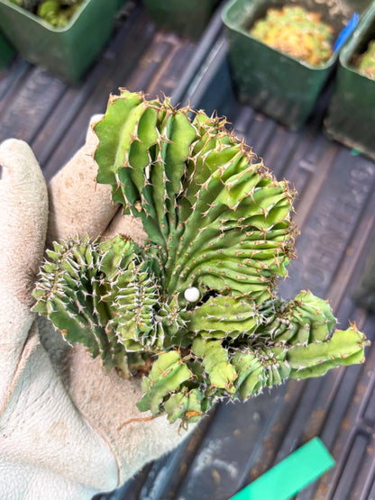 Euphorb Kibwezensis Crested (g) | Rare Plant