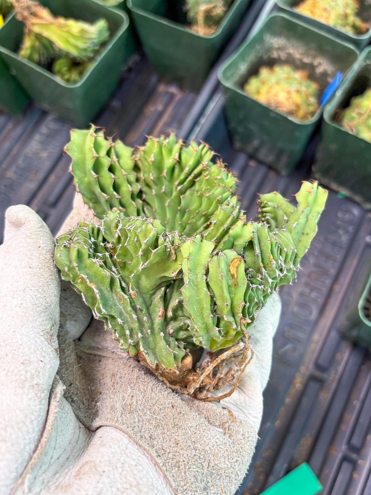 Euphorb Kibwezensis Crested (g) | Rare Plant
