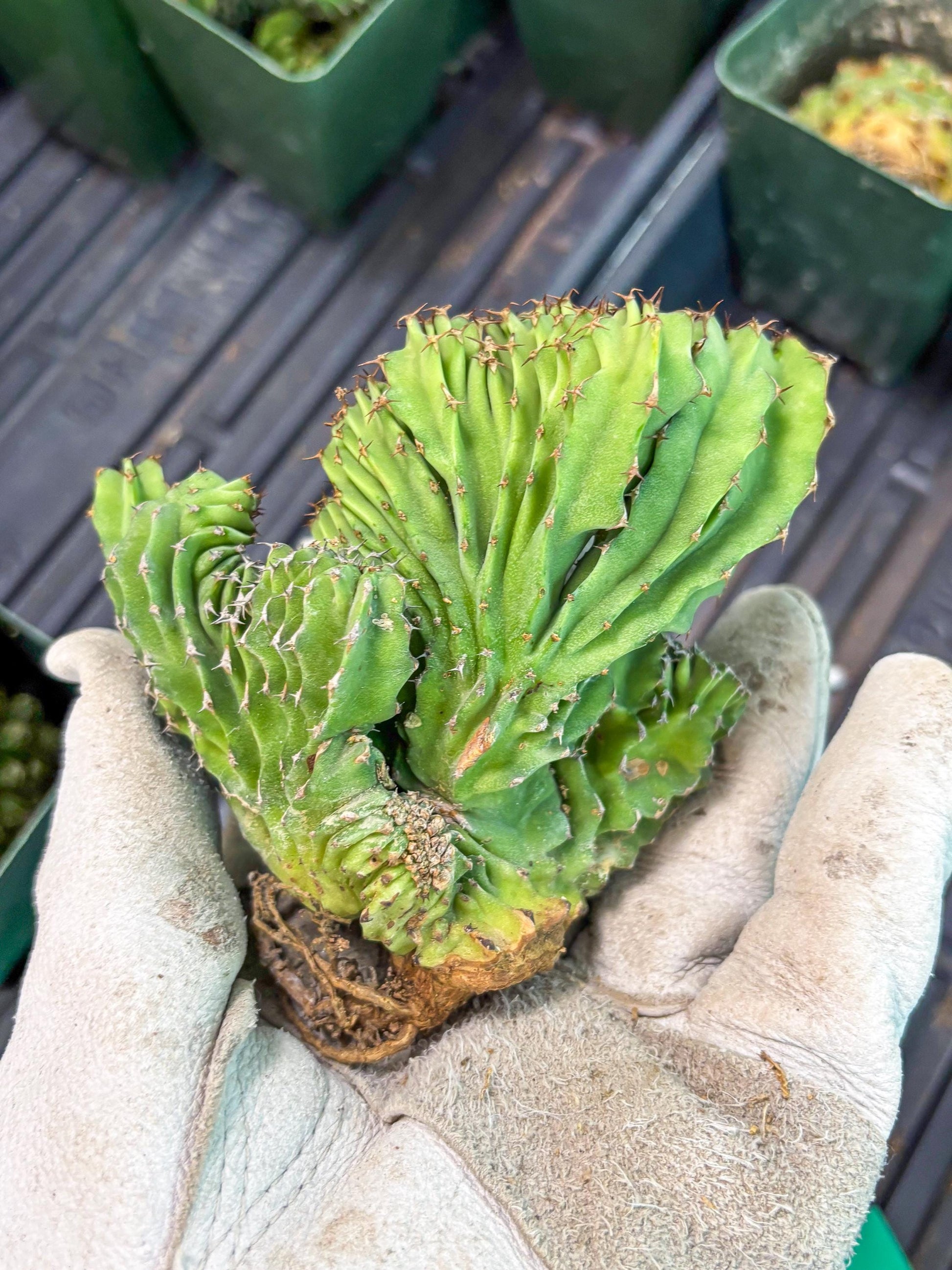 Euphorb Kibwezensis Crested (g) | Rare Plant