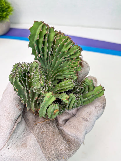 Euphorb Kibwezensis Crested (g) | Rare Plant