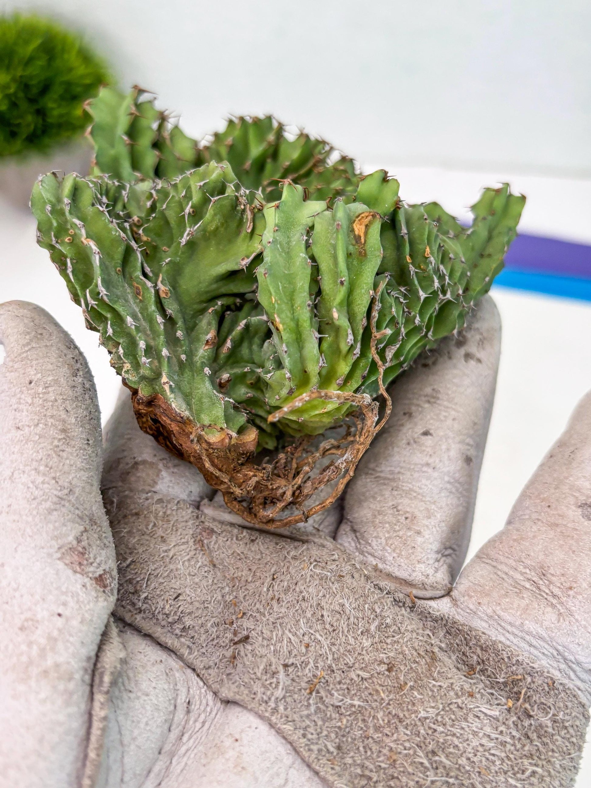 Euphorb Kibwezensis Crested (g) | Rare Plant