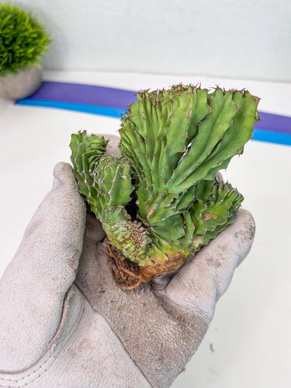 Euphorb Kibwezensis Crested (g) | Rare Plant