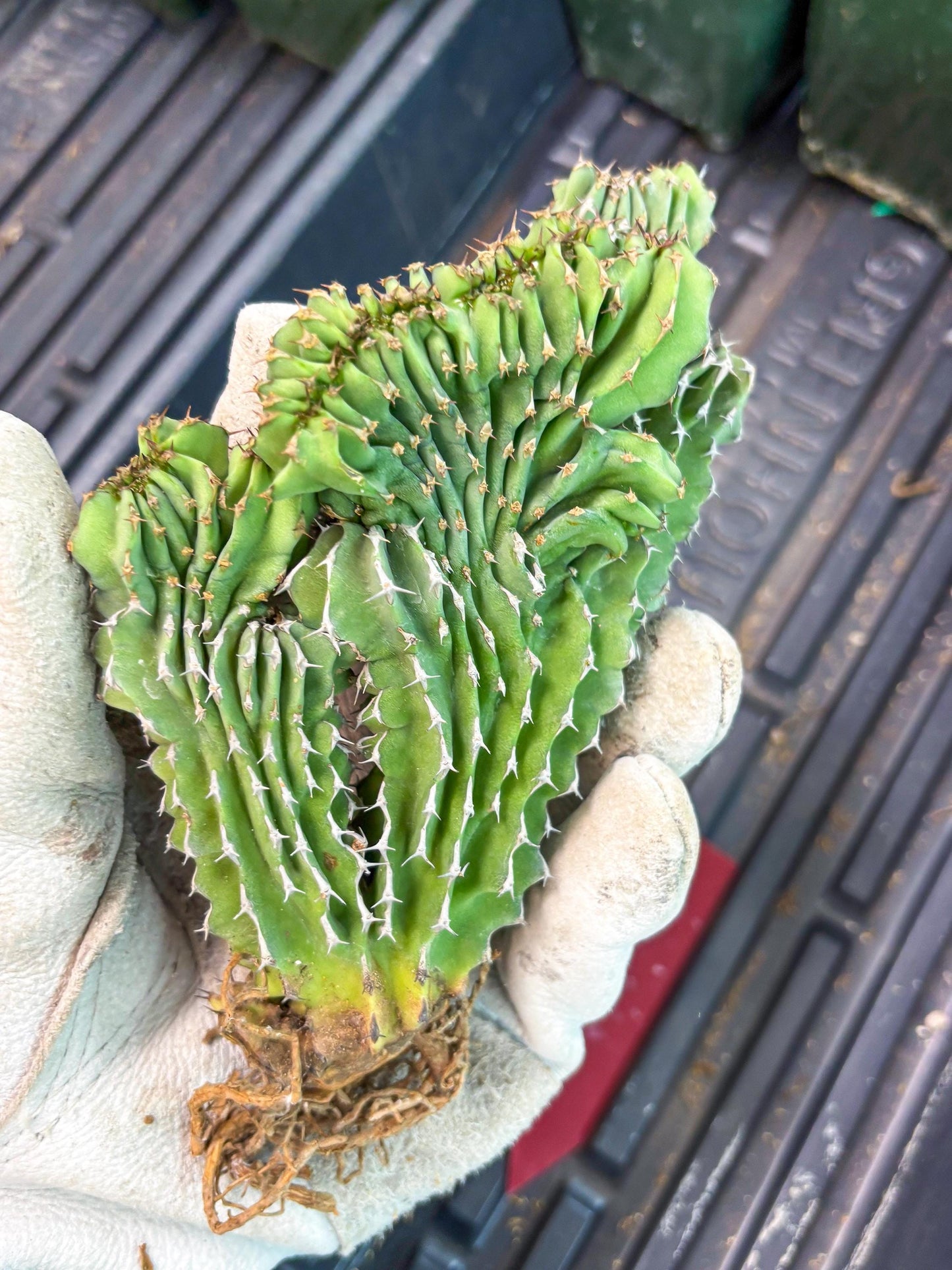 Euphorb Kibwezensis Crested (r) | Rare Plant