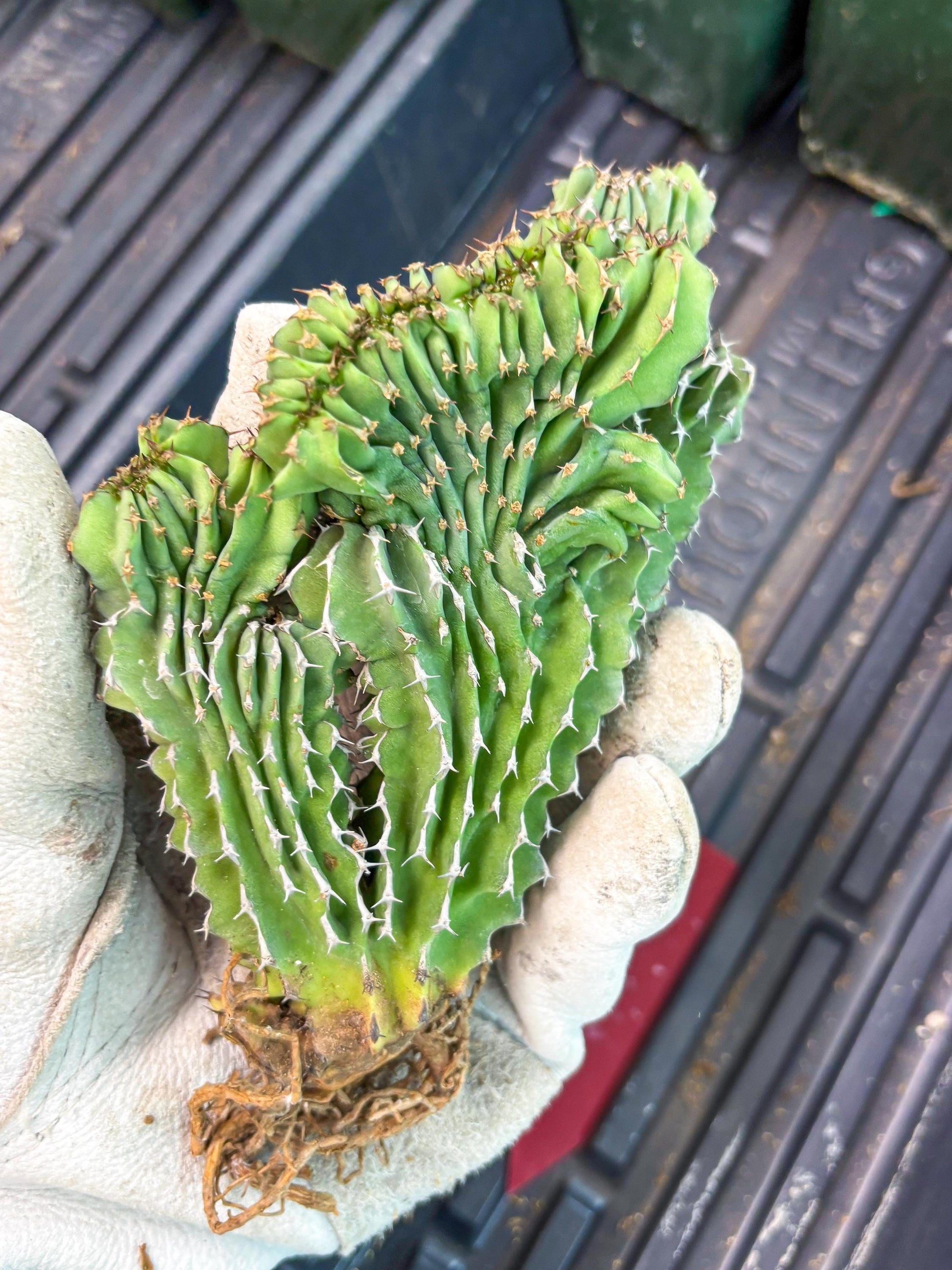 Euphorb Kibwezensis Crested (r) | Rare Plant