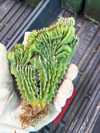 Euphorb Kibwezensis Crested (r) | Rare Plant