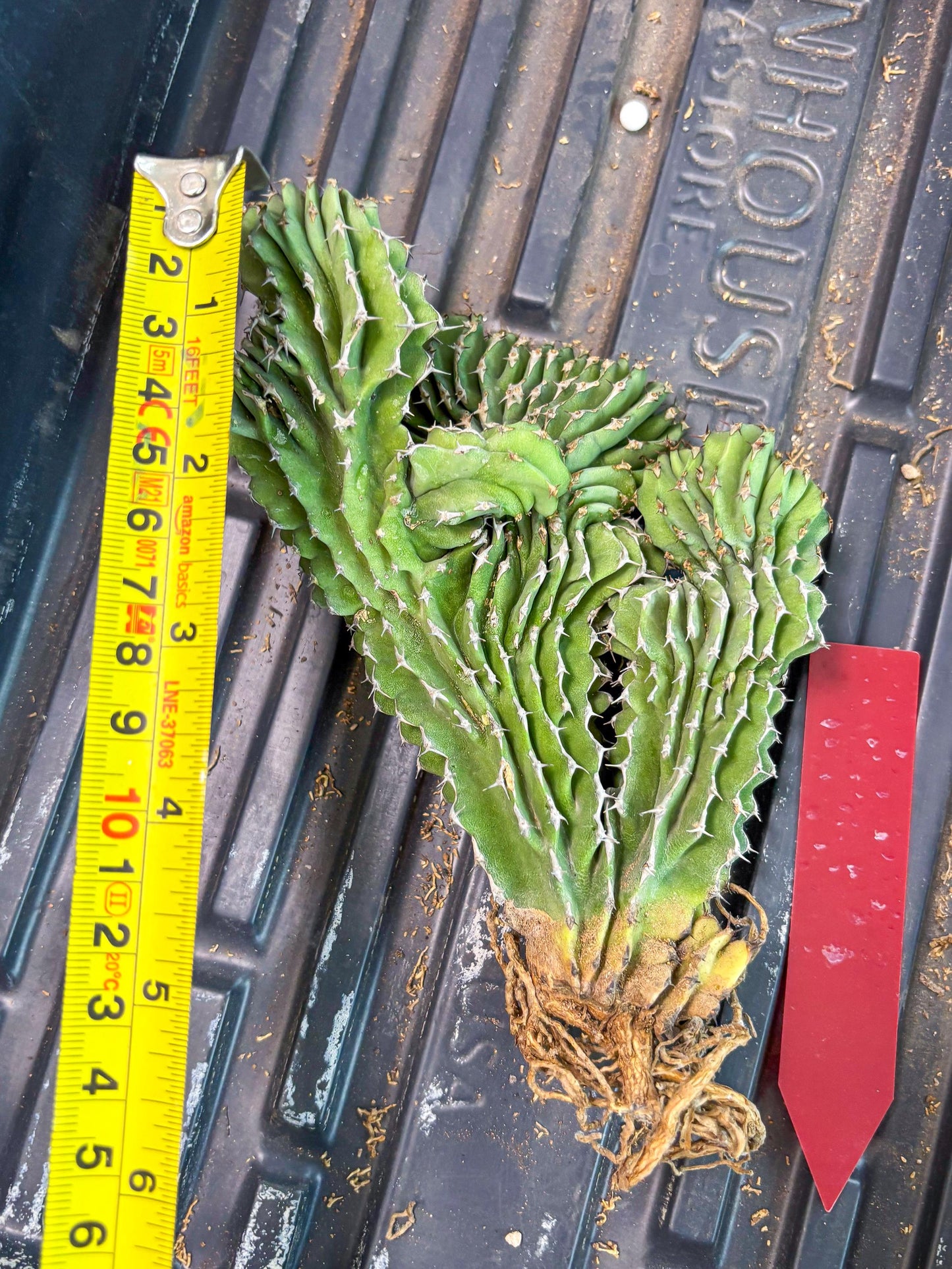 Euphorb Kibwezensis Crested (r) | Rare Plant