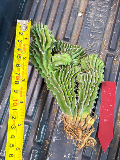 Euphorb Kibwezensis Crested (r) | Rare Plant