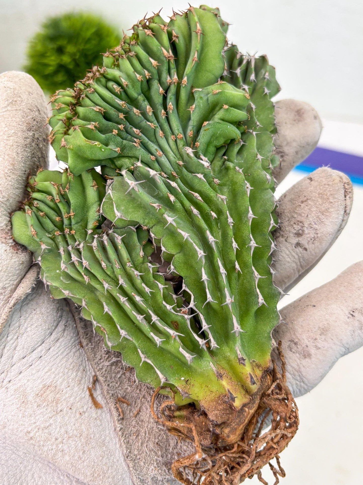 Euphorb Kibwezensis Crested (r) | Rare Plant