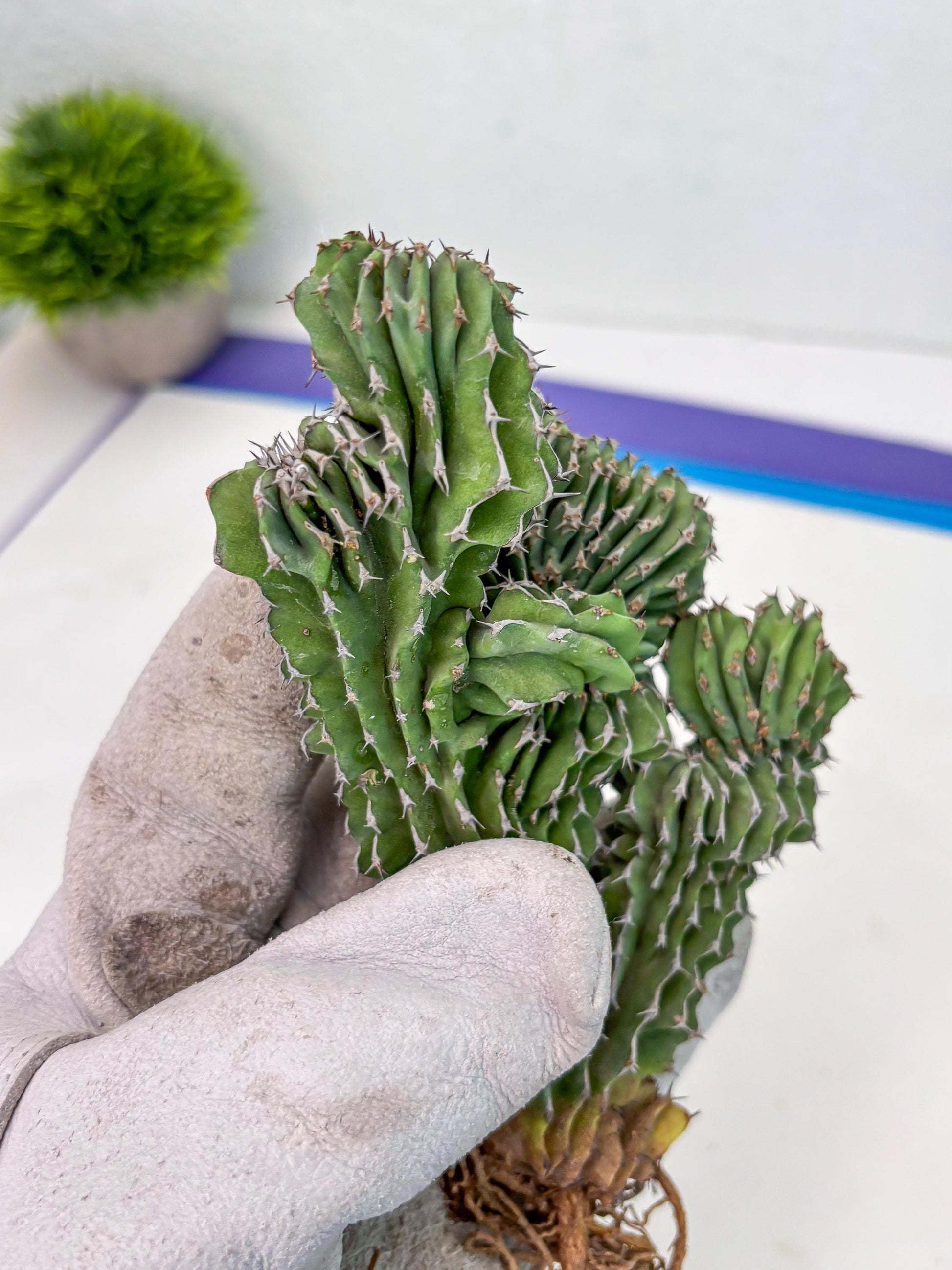 Euphorb Kibwezensis Crested (r) | Rare Plant