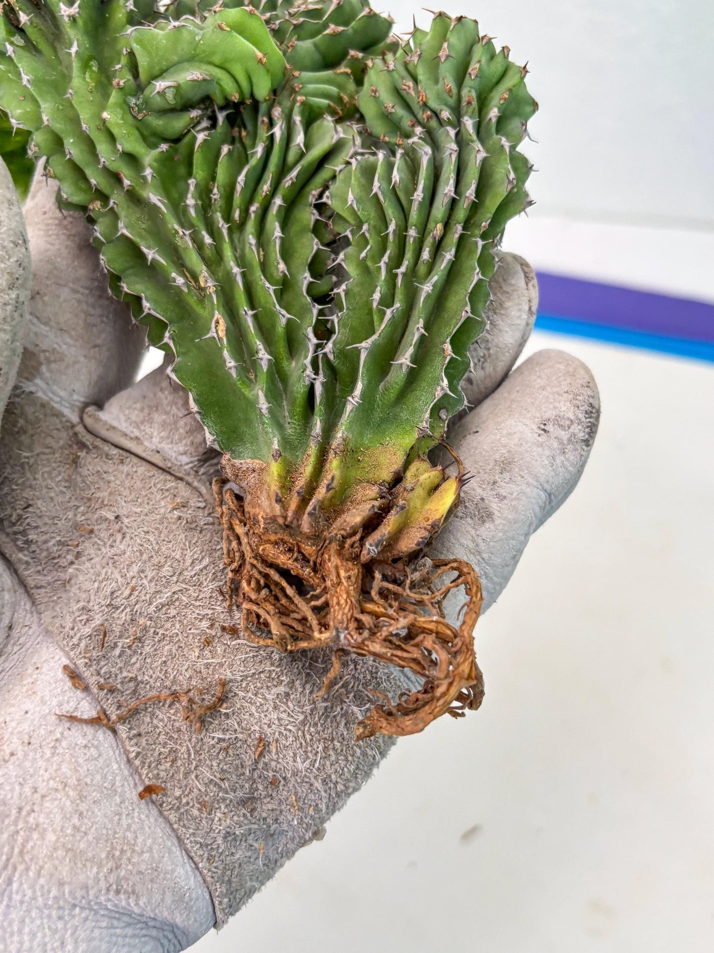 Euphorb Kibwezensis Crested (r) | Rare Plant