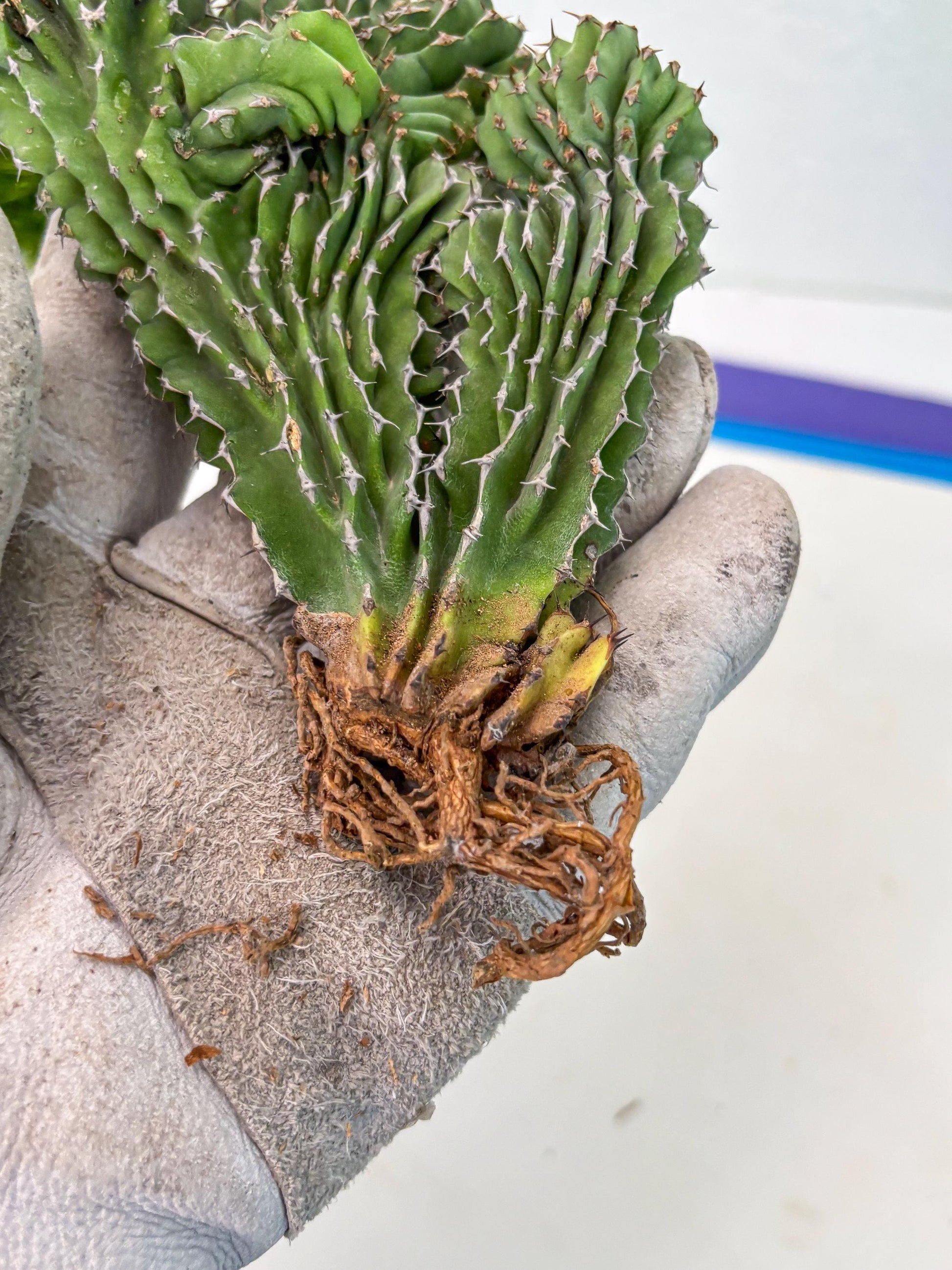 Euphorb Kibwezensis Crested (r) | Rare Plant