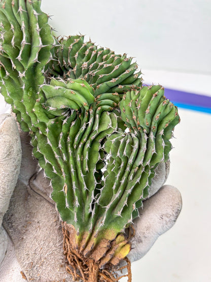 Euphorb Kibwezensis Crested (r) | Rare Plant