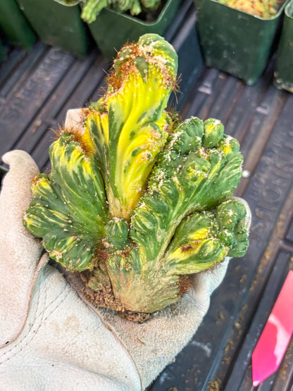 Cereus Forbesii Monstrose Variegated | Rare Imported Cactus | Variegated Cactus