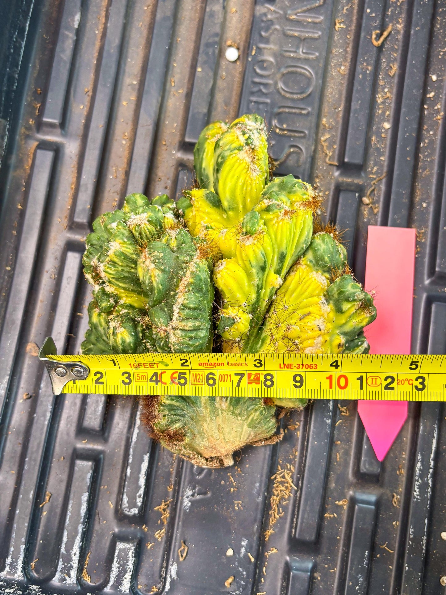 Cereus Forbesii Monstrose Variegated | Rare Imported Cactus | Variegated Cactus