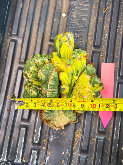 Cereus Forbesii Monstrose Variegated | Rare Imported Cactus | Variegated Cactus