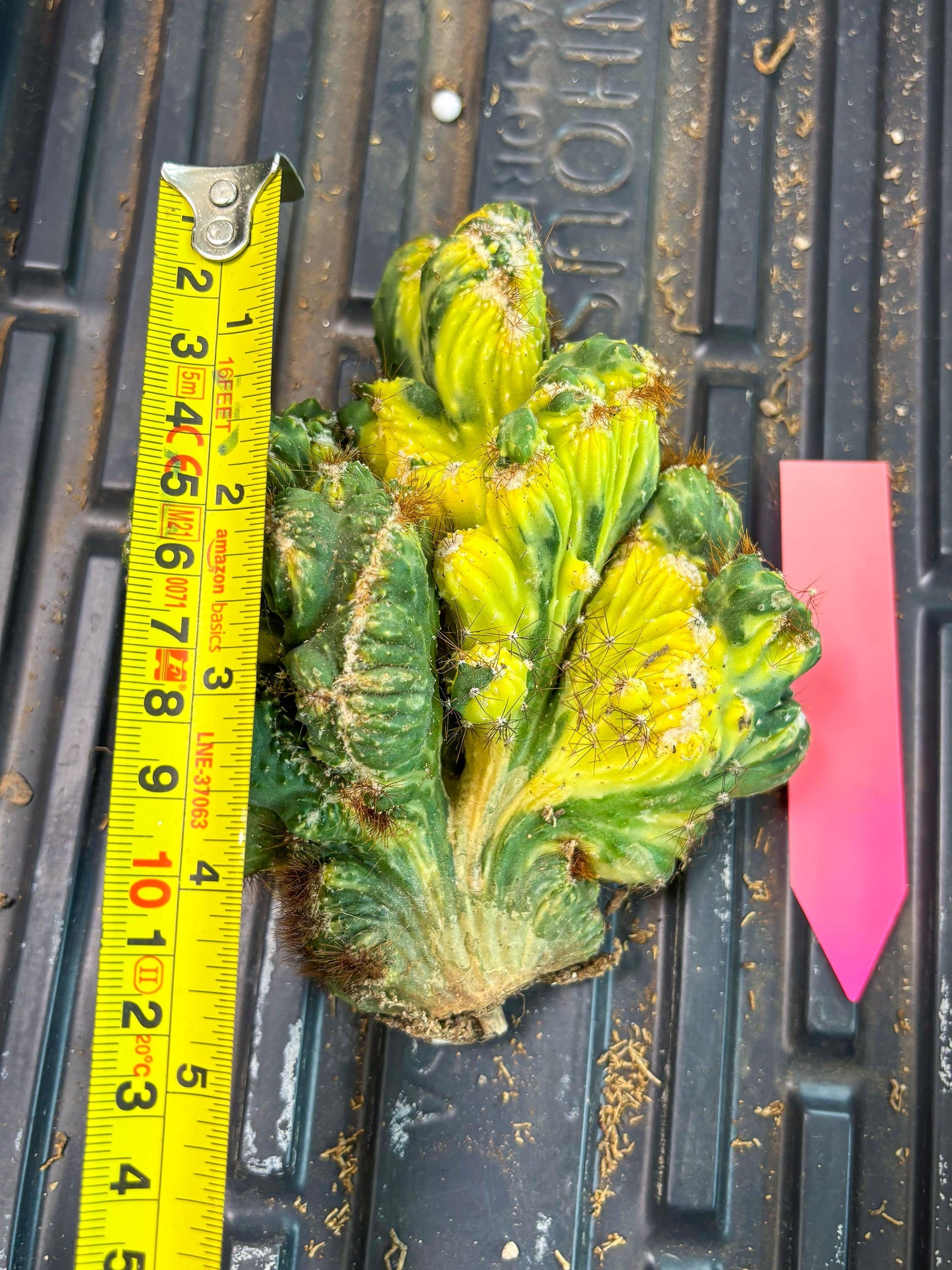 Cereus Forbesii Monstrose Variegated | Rare Imported Cactus | Variegated Cactus