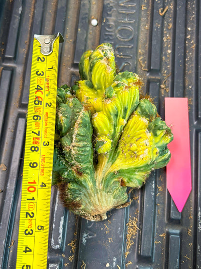 Cereus Forbesii Monstrose Variegated | Rare Imported Cactus | Variegated Cactus