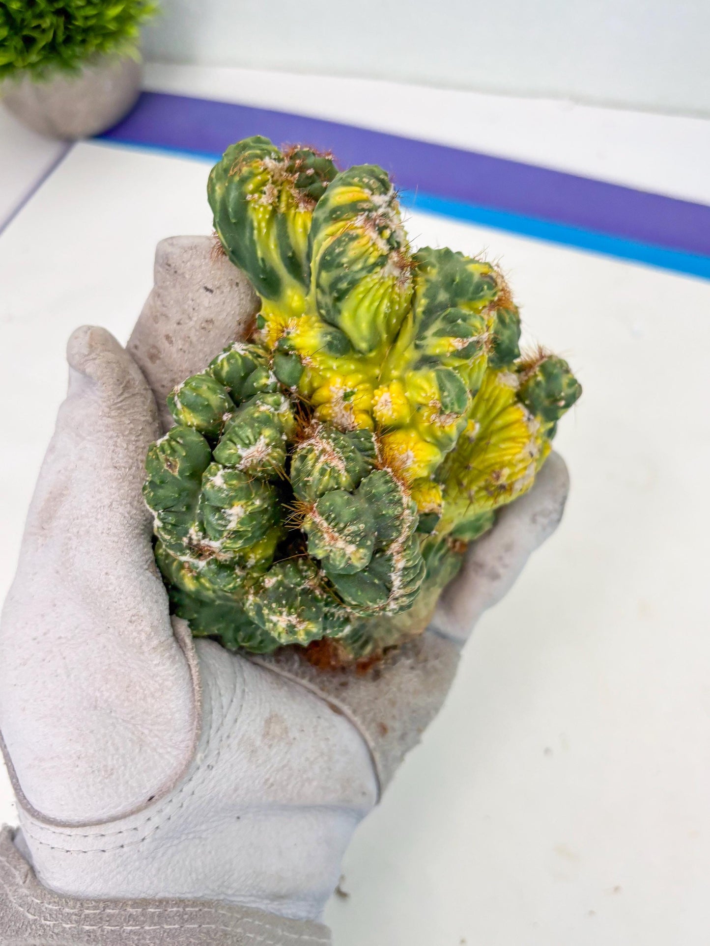 Cereus Forbesii Monstrose Variegated | Rare Imported Cactus | Variegated Cactus