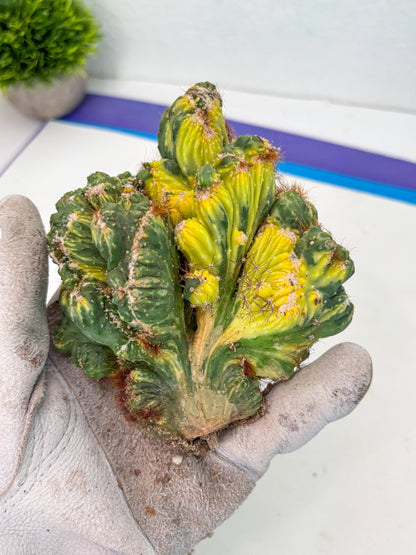 Cereus Forbesii Monstrose Variegated | Rare Imported Cactus | Variegated Cactus