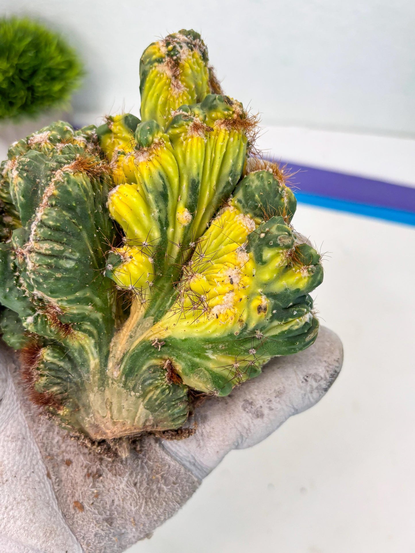 Cereus Forbesii Monstrose Variegated | Rare Imported Cactus | Variegated Cactus