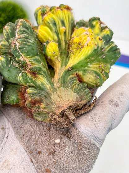 Cereus Forbesii Monstrose Variegated | Rare Imported Cactus | Variegated Cactus