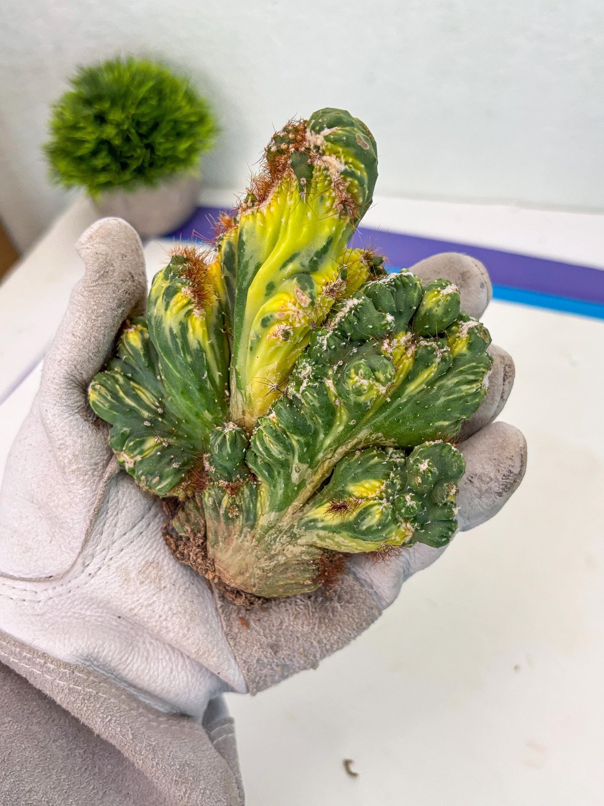 Cereus Forbesii Monstrose Variegated | Rare Imported Cactus | Variegated Cactus