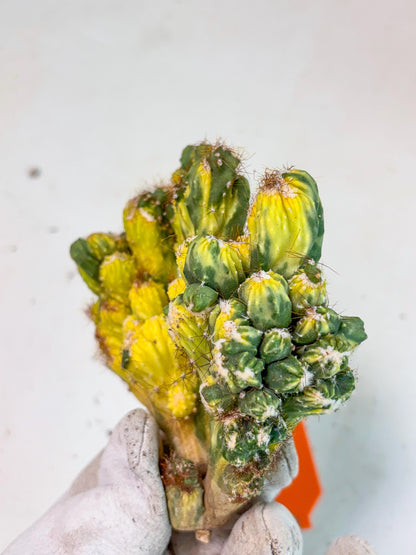 Cereus monstruosus Variegatus Hort (o) | Imported