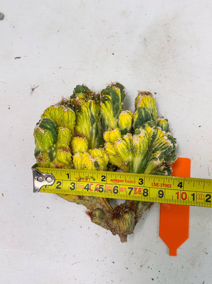 Cereus monstruosus Variegatus Hort (o) | Imported