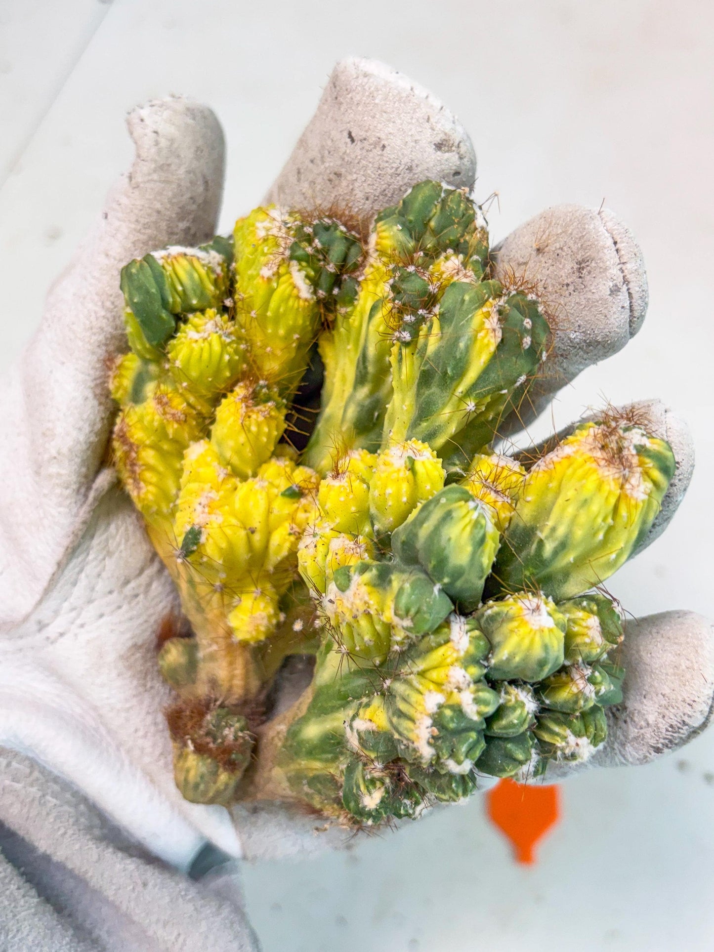 Cereus monstruosus Variegatus Hort (o) | Imported