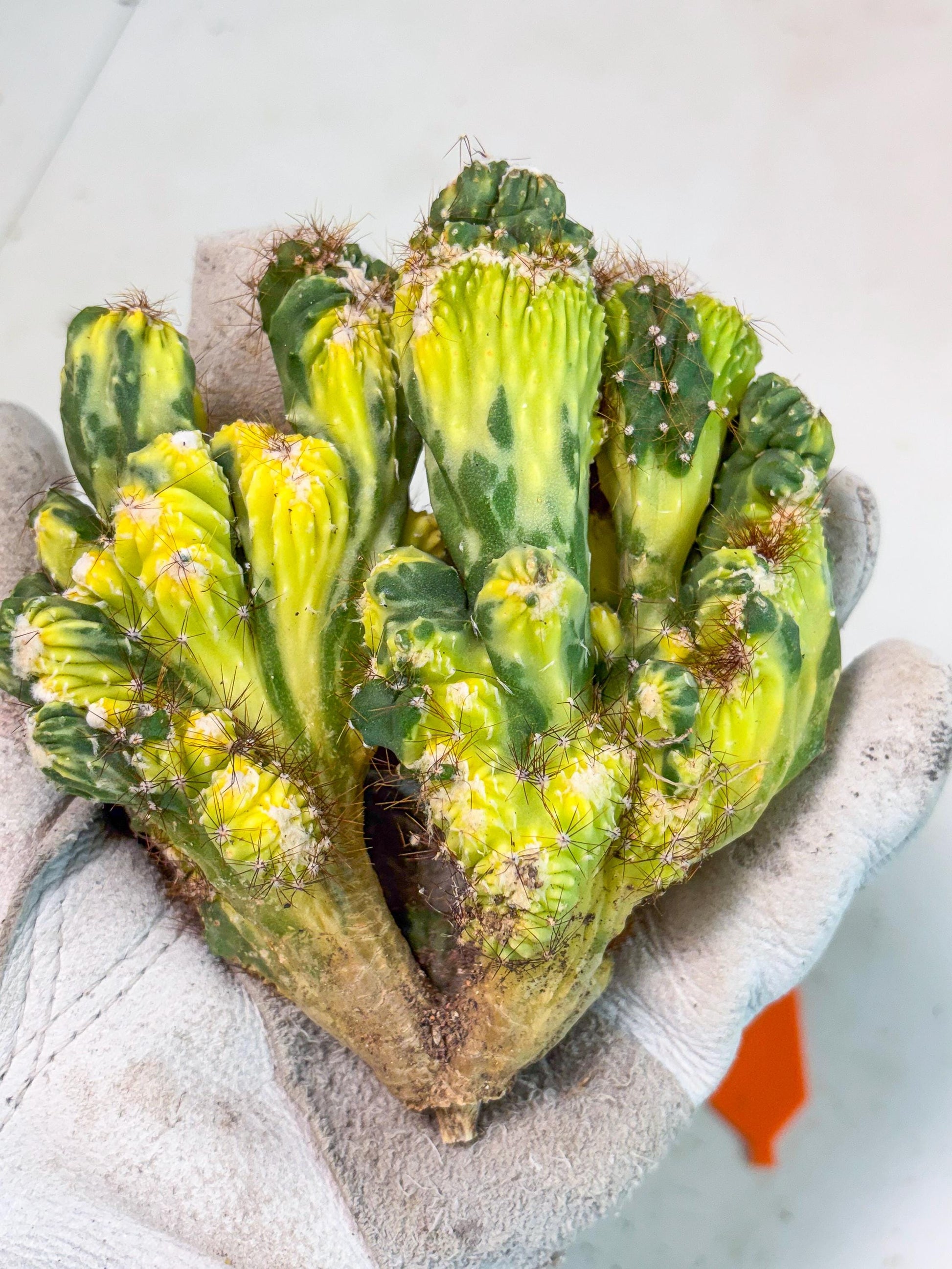 Cereus monstruosus Variegatus Hort (o) | Imported