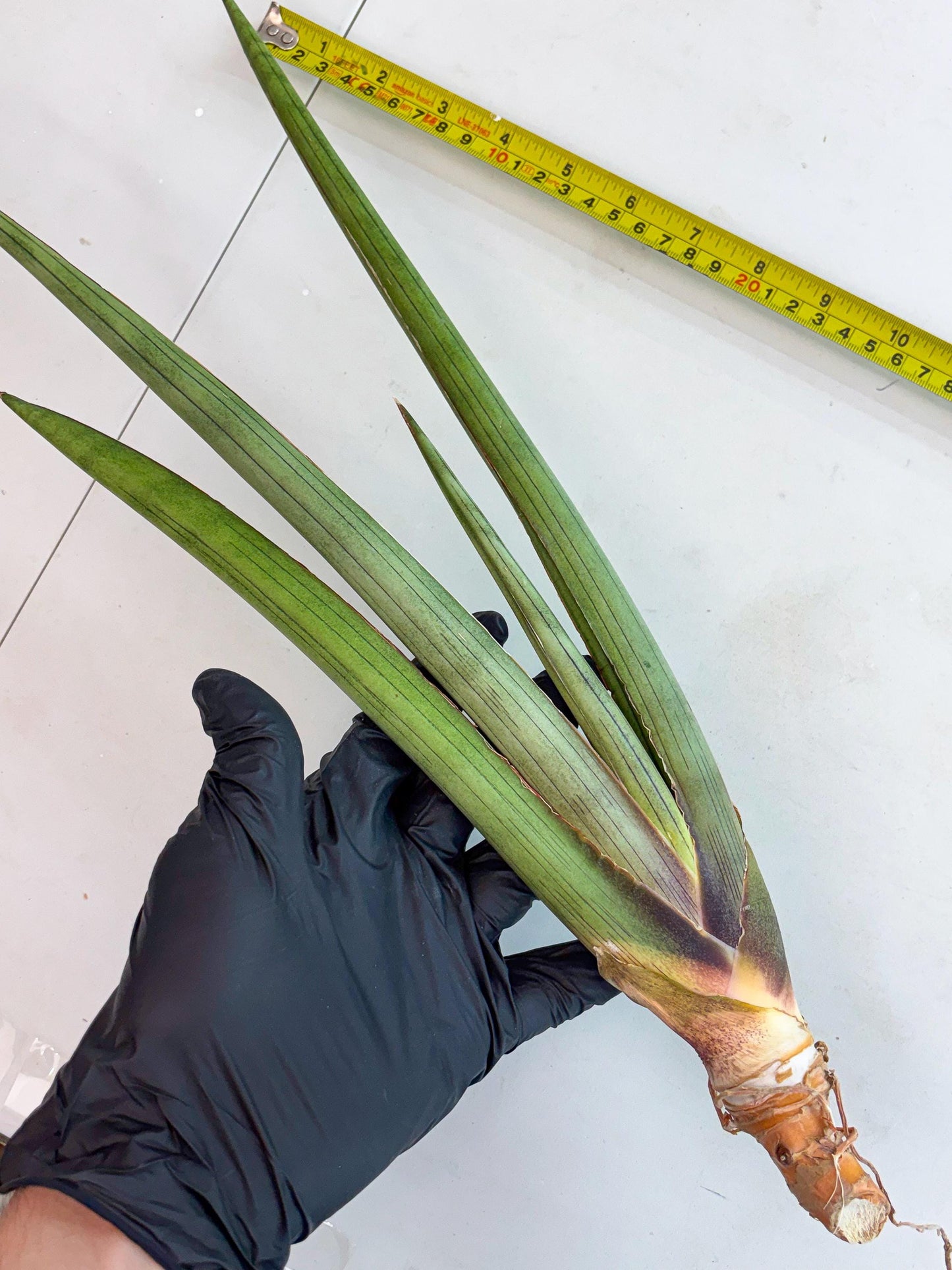 Sansevieria Shiro Midori (r10) | New Imported Hybrids