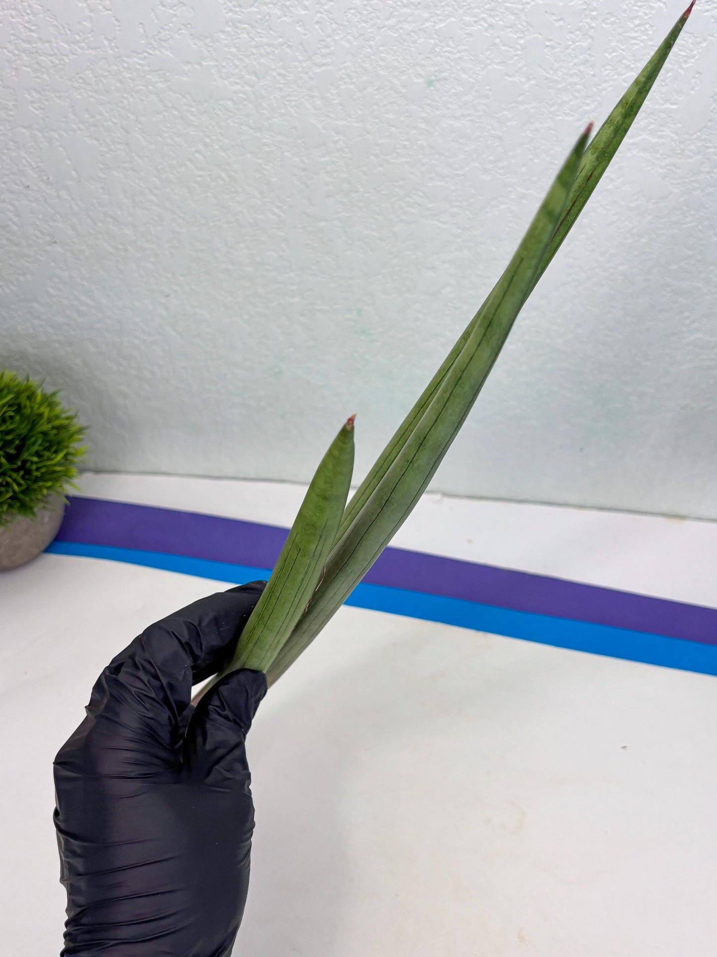 Sansevieria Shiro Midori (r10) | New Imported Hybrids