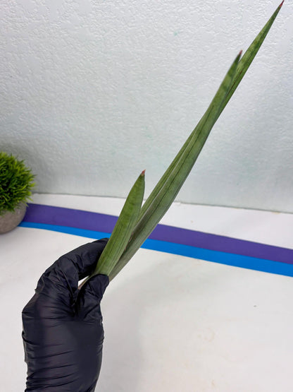 Sansevieria Shiro Midori (r10) | New Imported Hybrids