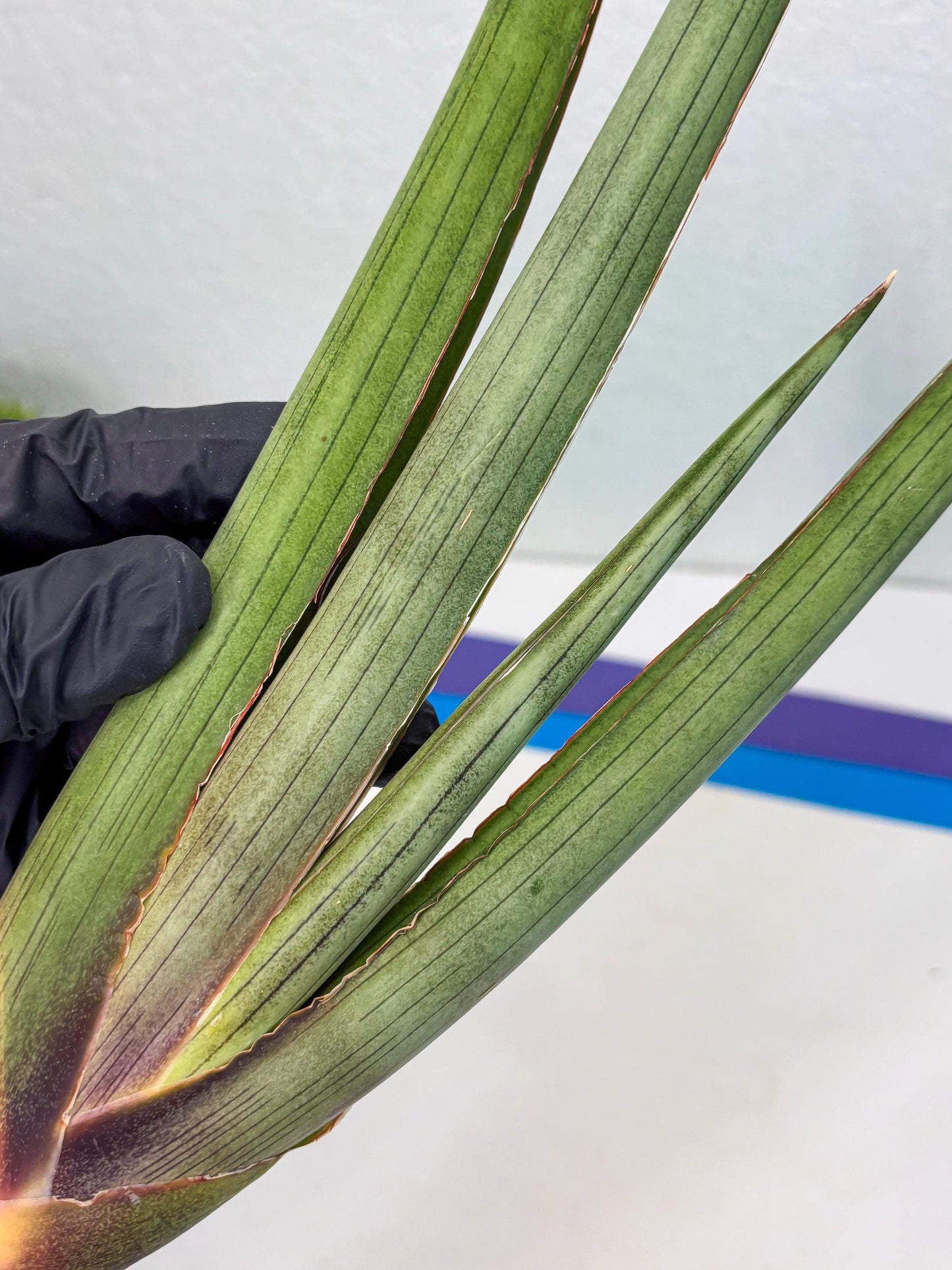 Sansevieria Shiro Midori (r10) | New Imported Hybrids