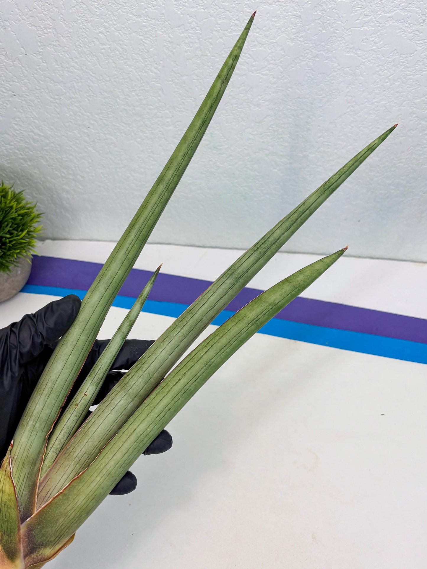 Sansevieria Shiro Midori (r10) | New Imported Hybrids