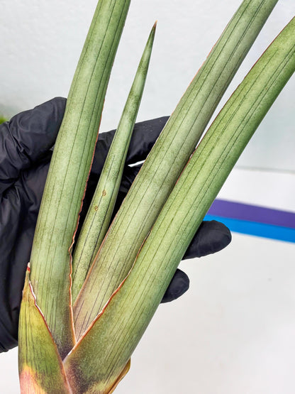Sansevieria Shiro Midori (r10) | New Imported Hybrids