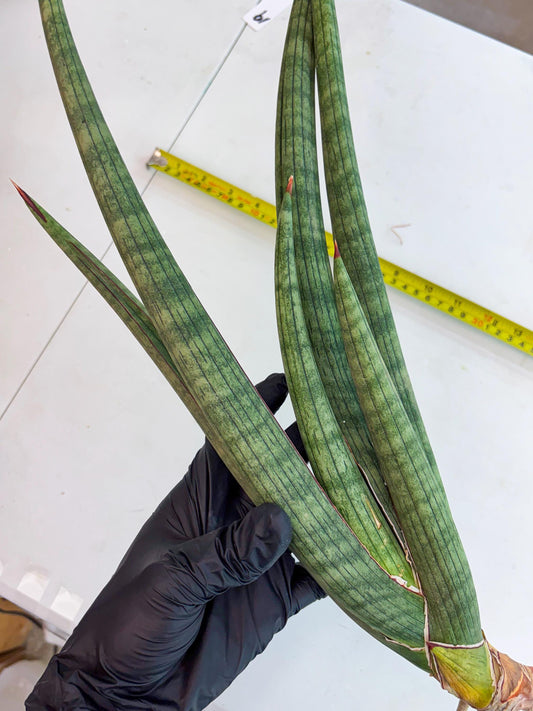 Sansevieria Serpente (r18) | New Imported Hybrids