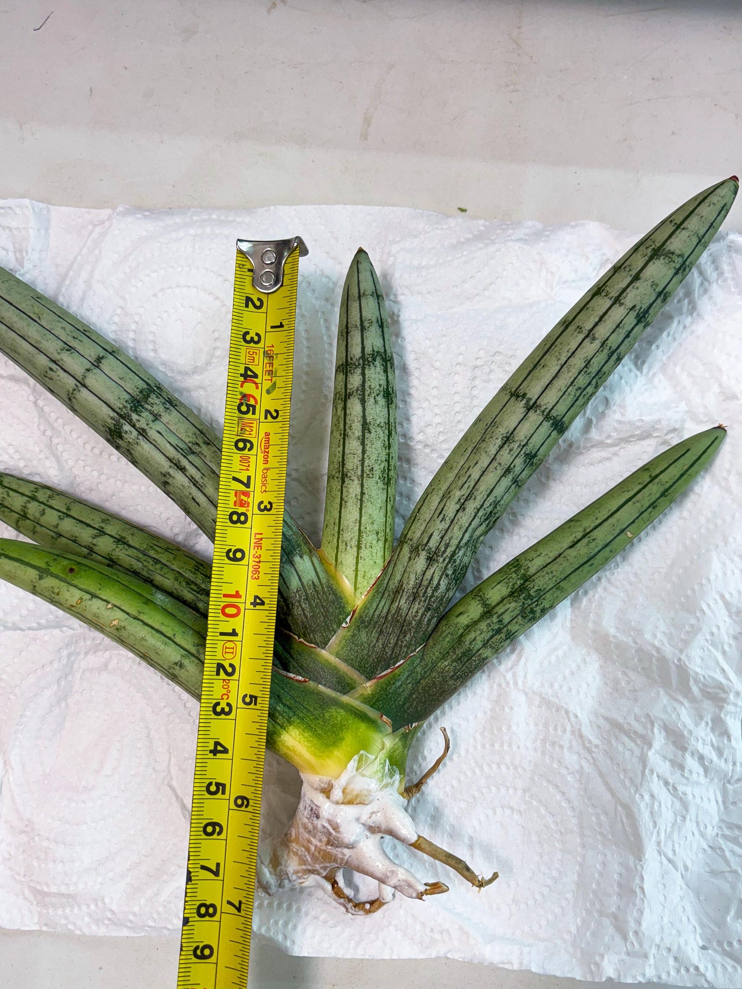 Sansevieria Akuola Ocha (2) (ca1) | Rare House Plant