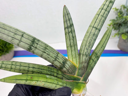 Sansevieria Akuola Ocha (2) (ca1) | Rare House Plant
