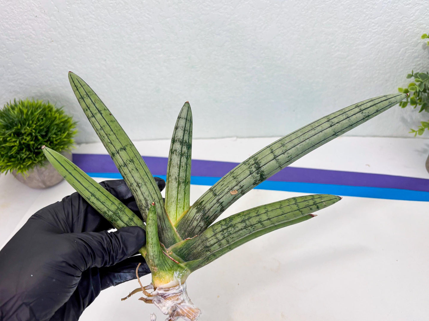 Sansevieria Akuola Ocha (2) (ca1) | Rare House Plant
