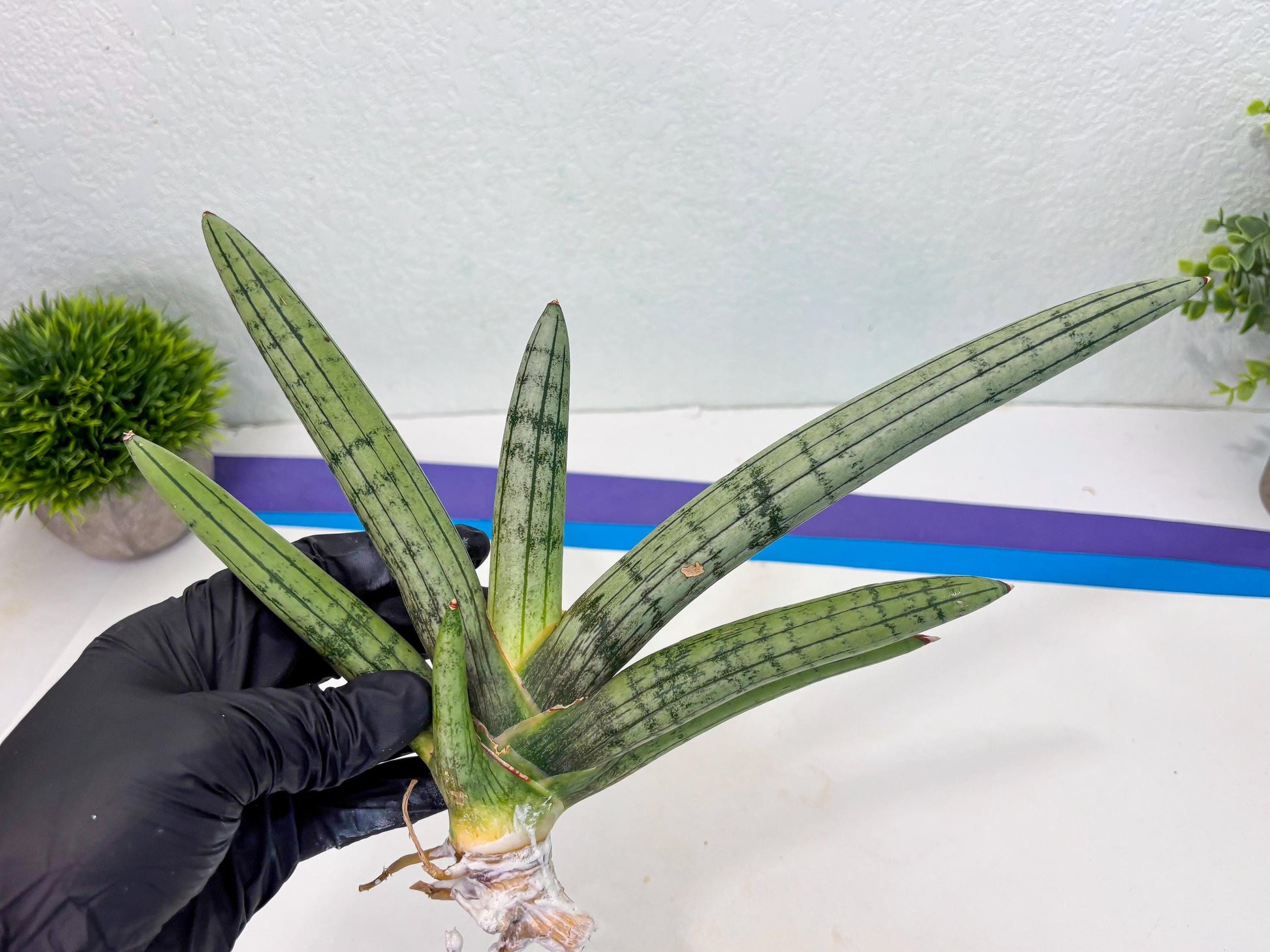 Sansevieria Akuola Ocha (2) (ca1) | Rare House Plant