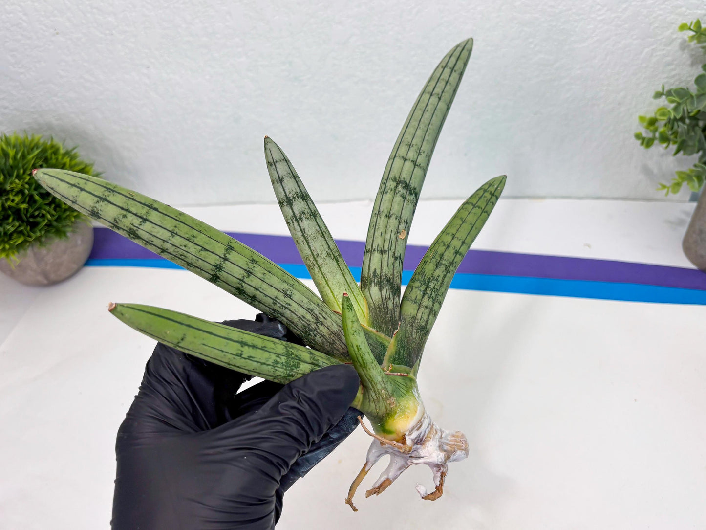 Sansevieria Akuola Ocha (2) (ca1) | Rare House Plant