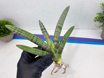Sansevieria Akuola Ocha (2) (ca1) | Rare House Plant