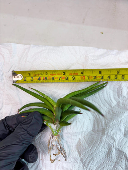 Sansevieria Black Bison (4) (ca1) | Rare House Plant