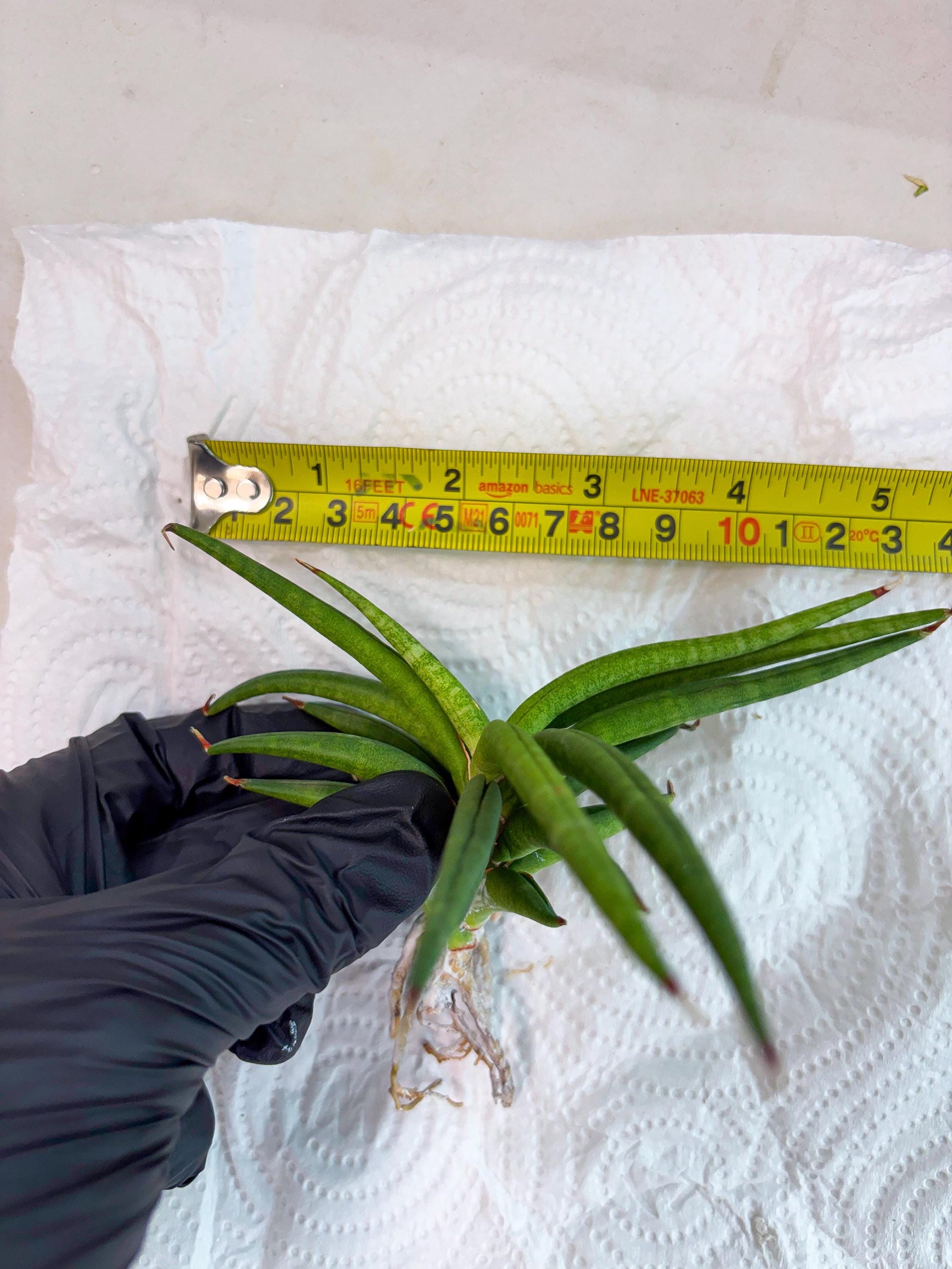 Sansevieria Black Bison (4) (ca1) | Rare House Plant