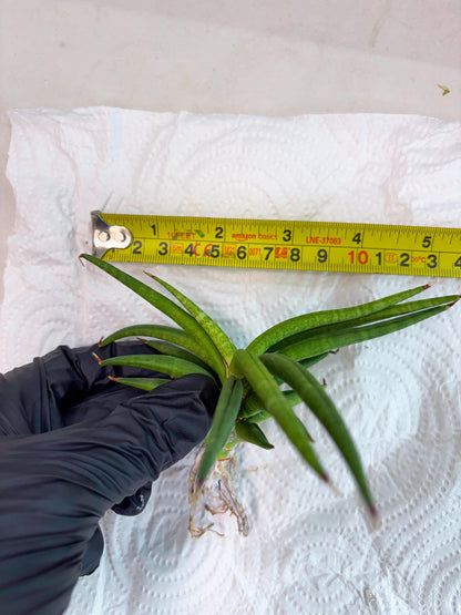 Sansevieria Black Bison (4) (ca1) | Rare House Plant