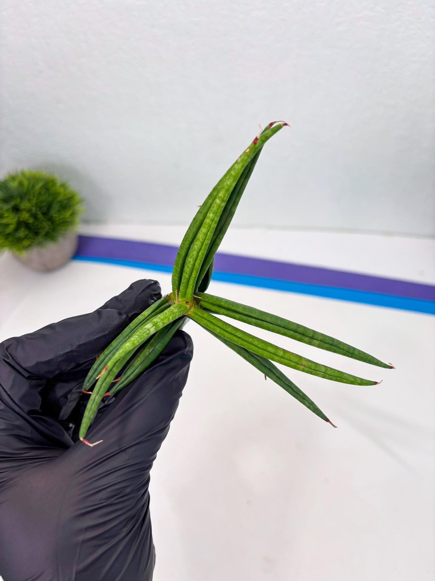 Sansevieria Black Bison (4) (ca1) | Rare House Plant